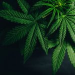 Health Alert: New Research Links Cannabis to Increased Heart Disease Risk