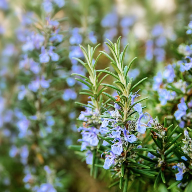 blossoming rosemary plants in the herb garden, selected focus, narrow depth of field