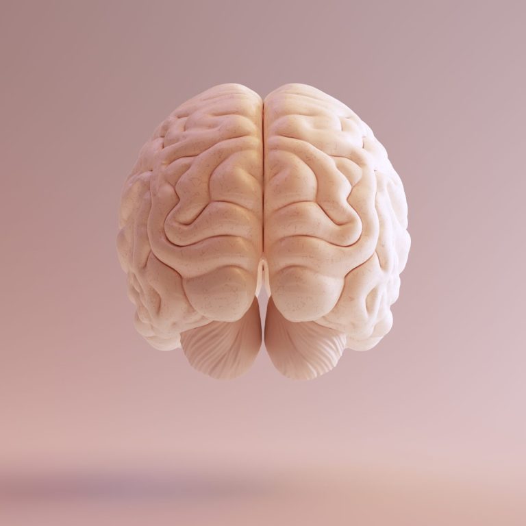 Human brain Anatomical Model 3d illustration