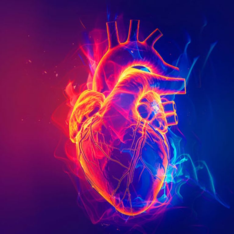Your Heart in Childhood Affects Your Brain in Midlife: New Insights from the Bogalusa Heart Study