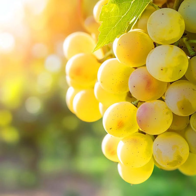 The Gut-Aging Connection: Can Grape Seed Extract Turn Back the Clock?