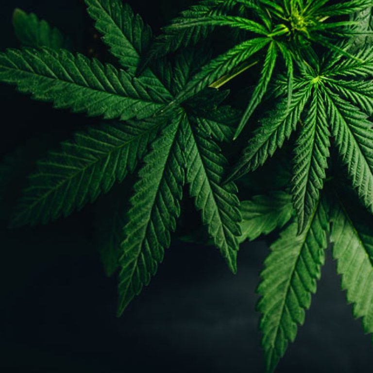 Health Alert: New Research Links Cannabis to Increased Heart Disease Risk