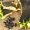 Are seed oils contributing to the health crisis?