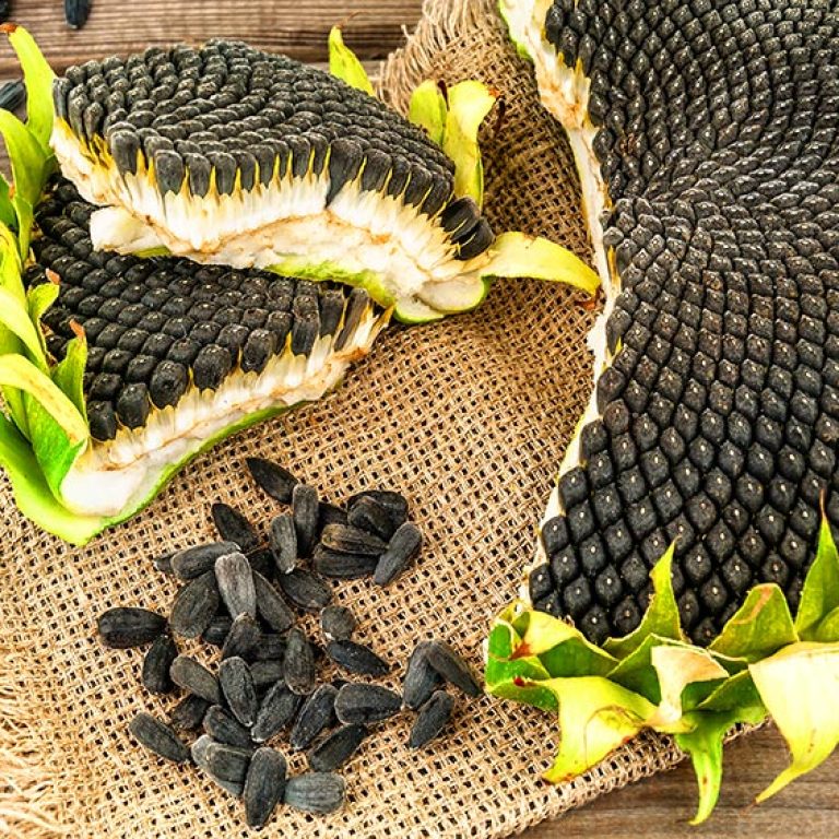 Are seed oils contributing to the health crisis?